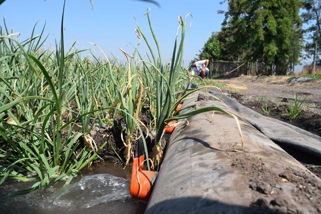 inia cebolla|Asistentes-Día-de-Campo-300x169|Sofía-Felmer-Investigadora-INIA-Rayentué-300x169